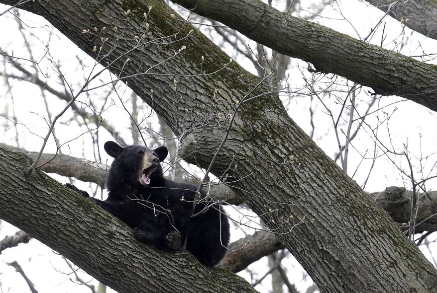 A bear rests in a tree in a suburban area of Paramus, N.J., Monday, April 30, 2018. Authorities are waiting for the bear to come down from the tree before trying to move it to a less populated area. (AP Photo/Seth Wenig)