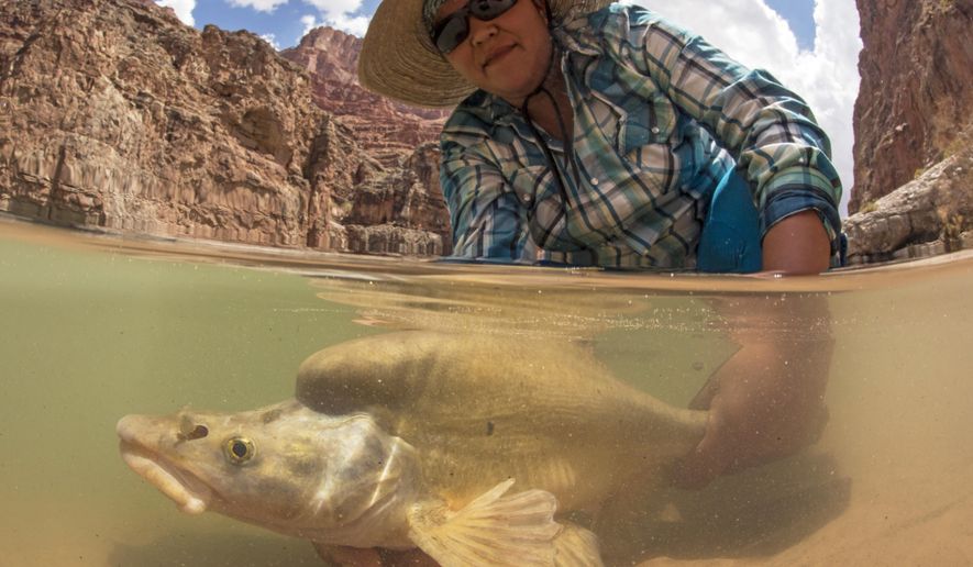 This July 23, 2013 photo shows river guide Steph Jackson holding an endangered humpback chub near the confluence of the Little Colorado and Colorado rivers in the Grand Canyon. Aquatic insects serve as food for fish, bats and birds in the Grand Canyon. Torrents of water have rushed through the Colorado River to help build up sandbars in the Grand Canyon, provide spawning areas for native fish and to protect archaeological sites. Beginning Saturday, May 5, 2018, water will be low and steady to benefit bugs and the things that eat bugs, as the dam that holds back Lake Powell will decrease flows over the weekend to give bug eggs a better chance for survival. (David Herasimtschuk/ Freshwaters Illustrated/USGS via AP)