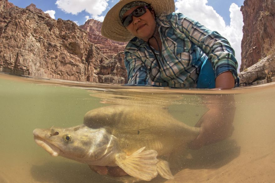 This July 23, 2013 photo shows river guide Steph Jackson holding an endangered humpback chub near the confluence of the Little Colorado and Colorado rivers in the Grand Canyon. Aquatic insects serve as food for fish, bats and birds in the Grand Canyon. Torrents of water have rushed through the Colorado River to help build up sandbars in the Grand Canyon, provide spawning areas for native fish and to protect archaeological sites. Beginning Saturday, May 5, 2018, water will be low and steady to benefit bugs and the things that eat bugs, as the dam that holds back Lake Powell will decrease flows over the weekend to give bug eggs a better chance for survival. (David Herasimtschuk/ Freshwaters Illustrated/USGS via AP)