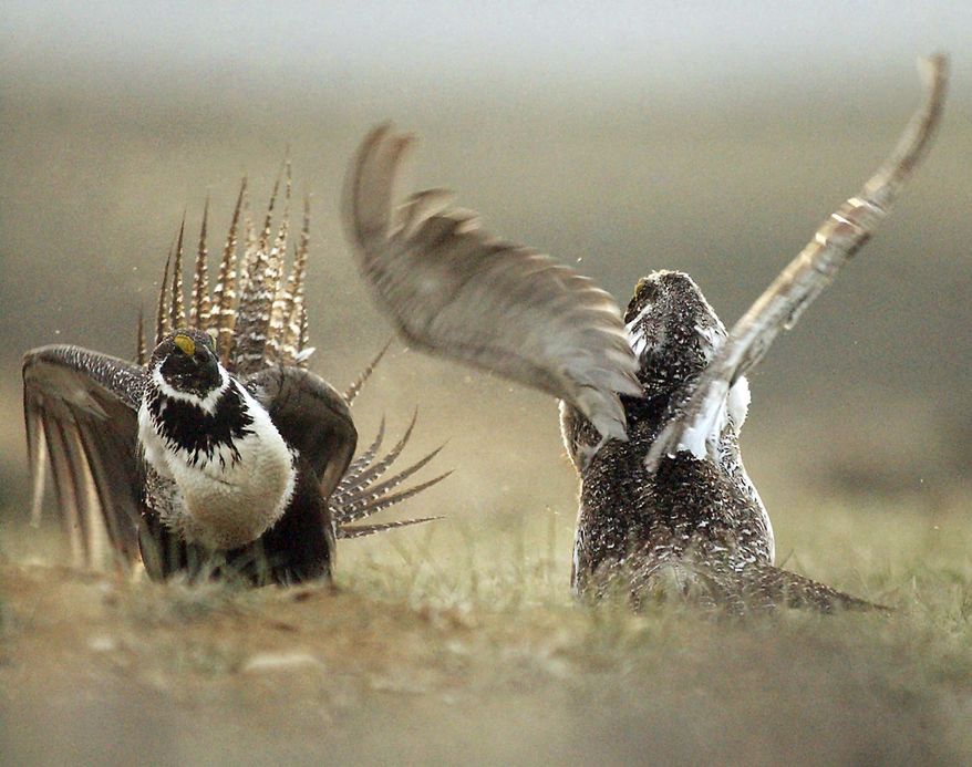 FILE - In this May 9, 2008 file photo, male sage grouses fight for the attention of females southwest of Rawlins, Wyo. Environmental groups are suing the Trump administration for allegedly ignoring policies meant to protect the imperiled bird. The lawsuit filed Monday, Monday, April 30, 2018, in U.S. District Court seeks to reverse lease sales across 475 square miles in Montana, Wyoming, Utah and Nevada.(Jerret Raffety/The Rawlins Daily Times via AP, File)