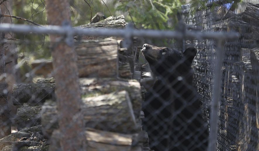 A black bear is hunkered down in the yard of a home in Midland, Mich., Monday, April 30, 2018. The Midland Police Department said Monday morning it was monitoring the area and anyone who spotted the bear shouldn't approach it. (Henry Taylor/Saginaw News via AP)