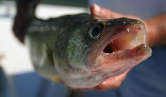 In this Sept. 17, 2003 file photo, a walleye is shown after being taken during a fishing trip in Lake Erie near Marblehead, Ohio. (AP Photo/Daniel Miller, File)