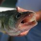 In this Sept. 17, 2003 file photo, a walleye is shown after being taken during a fishing trip in Lake Erie near Marblehead, Ohio. (AP Photo/Daniel Miller, File)