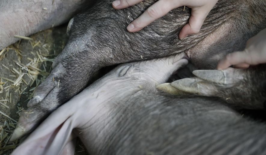 In this April 6, 2018, photo, zookeeper Danielle Holste assists Winsol, an aardvark born in December, as he nurses on his mother Ali at the Cincinnati Zoo & Botanical Garden in Cincinnati. The zoo has been collecting and sending milk samples from Ali to the Smithsonian's National Zoo and the Smithsonian's Exotic Animal Milk Repository for study. (AP Photo/John Minchillo)