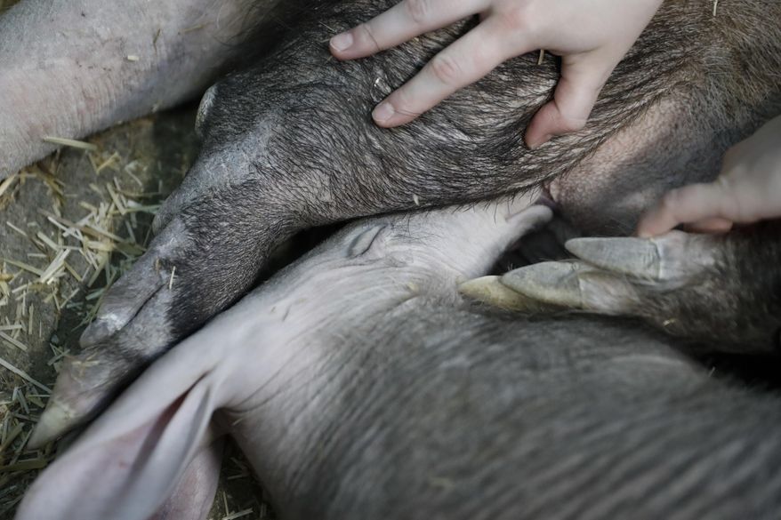 In this April 6, 2018, photo, zookeeper Danielle Holste assists Winsol, an aardvark born in December, as he nurses on his mother Ali at the Cincinnati Zoo & Botanical Garden in Cincinnati. The zoo has been collecting and sending milk samples from Ali to the Smithsonian's National Zoo and the Smithsonian's Exotic Animal Milk Repository for study. (AP Photo/John Minchillo)