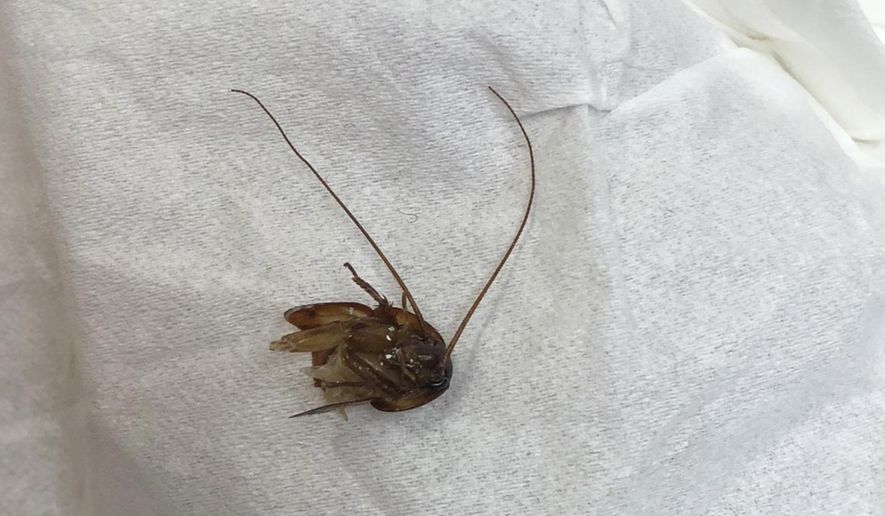 This undated photo photo made available by Katie Holley shows the head of a cockroach. Holley woke up in the early morning hours of April 14, 2018, to feel something crawling in her ear. After trying to extract a cockroach that had lodged in her ear, Holley had to seek medical attention three times before the whole cockroach was removed. She later wrote about the horrific story in Self Magazine. (Katie Holley via AP)