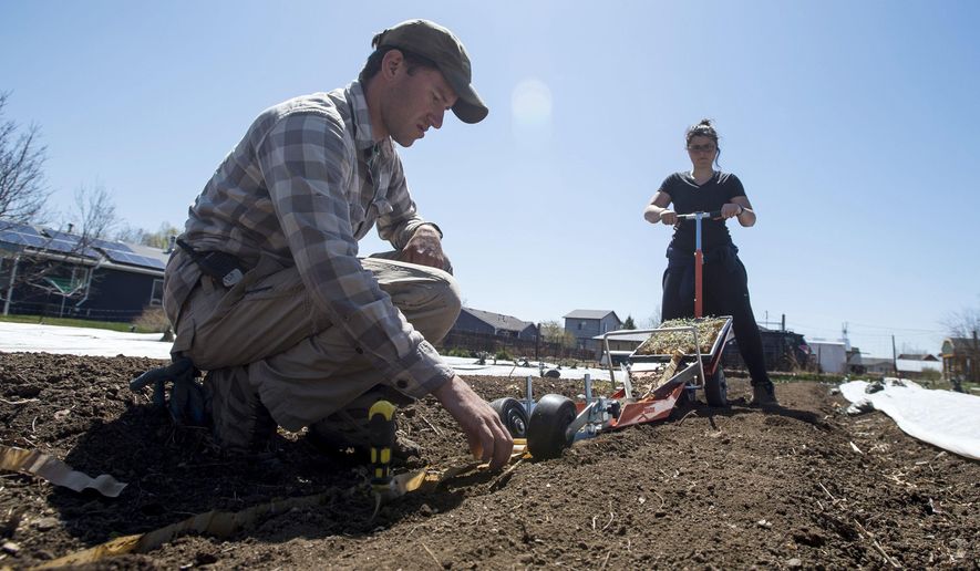 In this Wednesday, April 25, 2018, photograph, Ben Pfeffer, front, looks on while his apprentice, Hannah Coakley, rolls a Japanese paper pot transplanter down a row at Raisin' Roots Farm in Fort Collins, Colo. The farm, neighbored by roads and a housing development, could likely fetch a hefty payday from a housing developer, but landowner Dennis Vanderheiden is committed to keeping it urban agriculture. (Timothy Hurst/Fort Collins Coloradoan via AP)