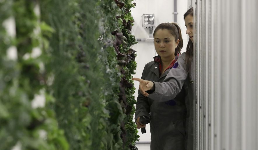 In this Jan. 18, 2018 photo, production manager Emy Kelty, left, and senior grower Molly Kreykes scan and monitor plants growing on towers in the grow room at the Plenty, Inc. office in South San Francisco, Calif. More than 30 high-tech companies from the U.S. to Singapore hoping to turn indoor farming into a major future food source, if only they can clear a stubborn hurdle: high costs.(AP Photo/Jeff Chiu)