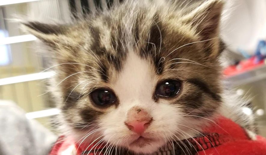 This 2018 photo released by the Michigan Humane Society shows a kitten named Badges. The Troy, Mich., police department has created a new rank of "pawfficer" for the cat that has joined the force. Badges will be used for therapeutic purposes and make public appearances. (Michigan Humane Society via AP)