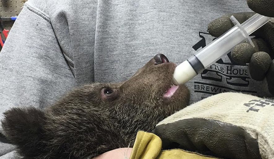In this April 30, 2018 photo provided by the Alaska Department of Fish and Game an Alaska Department of Fish and Game biologist nourishes a grizzly bear cub in Nome, Alaska. The cub was found near a sow that has been killed illegally. The cub was flown to Anchorage and is in the care of the Alaska Zoo. The cub is scheduled for placement in a permanent home at Northwest Wildlife Trek Park in Washington state. (Alaska Department of Fish and Game via AP)