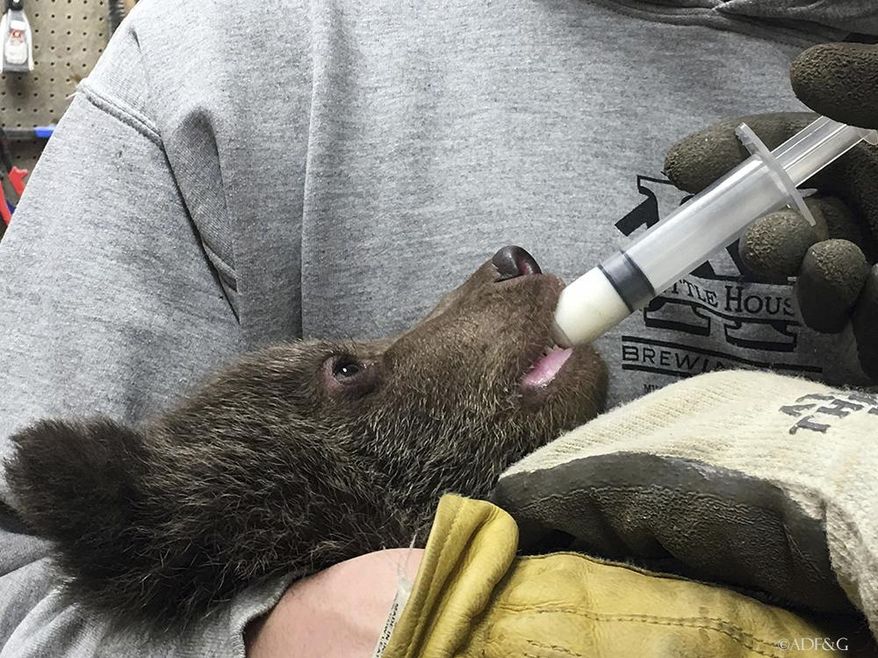 In this April 30, 2018 photo provided by the Alaska Department of Fish and Game an Alaska Department of Fish and Game biologist nourishes a grizzly bear cub in Nome, Alaska. The cub was found near a sow that has been killed illegally. The cub was flown to Anchorage and is in the care of the Alaska Zoo. The cub is scheduled for placement in a permanent home at Northwest Wildlife Trek Park in Washington state. (Alaska Department of Fish and Game via AP)
