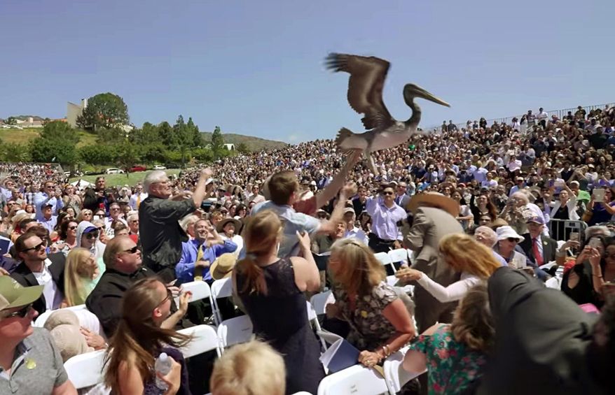 FILE--In this April 28, 2018, file photo, made from video provided by Pepperdine University, shows one of a pair of pelicans crashing a graduation ceremony at Pepperdine University in Malibu, Calif. The wildlife organization, International Bird Rescue, said Thursday, May 10, 2018, that there's been a surge in the number of sick and dying brown pelicans along the Southern California coast in the past week. (Grant Dillion/Pepperdine University via AP, file)