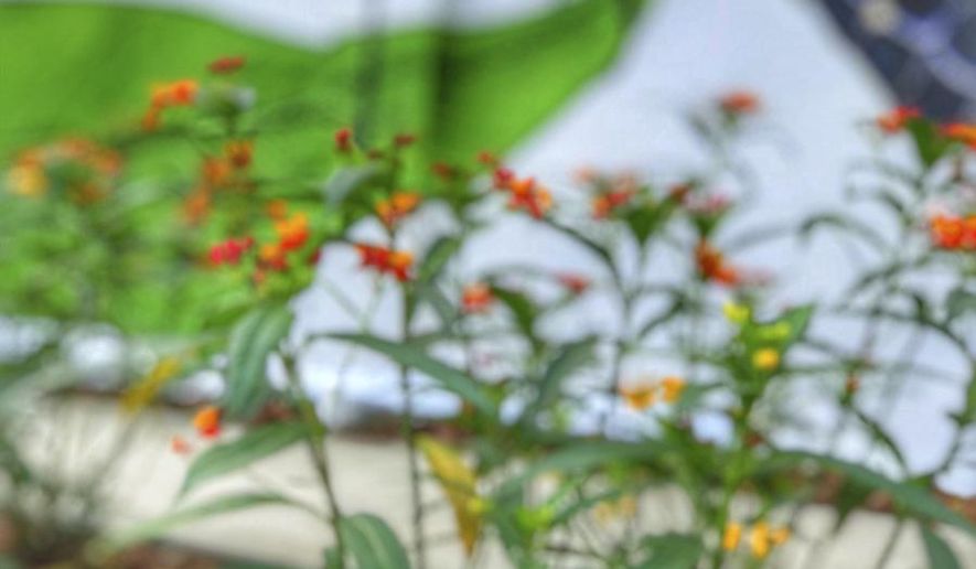 A monarch butterfly, attracted by a pollinator garden, lands by the "Milkweed Galaxy" mural at Full Sail University. The mural is part of The Monarch Initiative that has partnered with community leaders and local businesses to distribute free milkweed seeds to the public. They hope to protect the declining population of butterflies with natural milkweed habitats. Efforts are underway in Central Florida to restore the habitats of the monarch butterfly, crucial to helping plants grow, including many foods people eat. The iconic orange and black insect is one of nature's key pollinators. Environmentalists say its decline, which they blame in part on climate change, threatens the ecological health of the region, and other crucial insects may be suffering as well. (Sarah Espedido /Orlando Sentinel via AP)