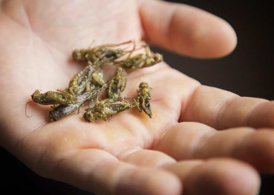 In this Friday, April 13, 2018 photo, Shelby Smith, owner of Gym-N-Eat Crickets holds dry roasted crickets at her family farm in Ames, Iowa. After harvesting the crickets, Smith dry-roasts them and either seasons them to eat whole or grinds them into a protein powder. (Zach Boyden-Holmes/The Des Moines Register via AP)