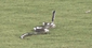 missionsnake.png