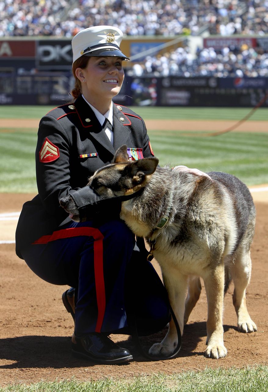 FILE - In a May 13, 2012 file photo, former Marine Cpl. and Purple Heart recipient Megan Leavey and combat dog Sgt. Rex participate in a ceremony before a baseball game between the New York Yankees and the Seattle Mariners at Yankee Stadium in New York. Leavey, a U.S. Marine Corps veteran and Sgt. Rex are being inducted into the New York State Senate Veterans’ Hall of Fame on Tuesday, May 15, 2018, in Albany, N.Y. (AP Photo/Seth Wenig, File)