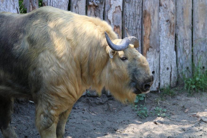 A 800-pound takin named Har-Lee, pictured, is shown at the Roger Williams Park Zoo in Providence, Rhode Island. Har-Lee escaped his enclosure Tuesday, May 15, 2018, and was captured before the zoo opened. One animal keeper and one veterinary intern were treated on the scene for minor injuries. (Missy Wade/ Roger Williams Park Zoo via AP)