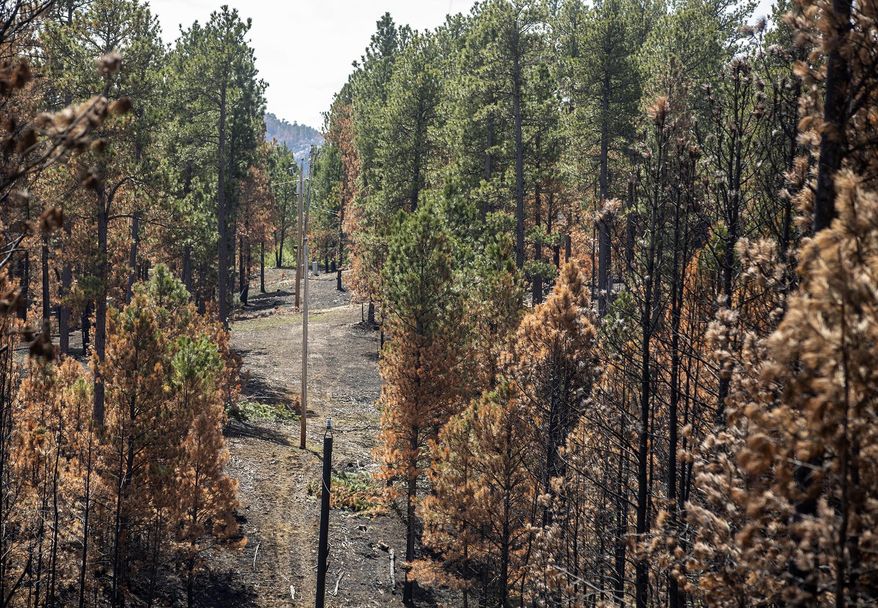 In this April 26, 2018 photo, a right-of-way corridor for overhead electrical lines cuts through Custer State Park near where a tree fell onto the lines in December, sparking the Legion Lake Fire. (Ryan Hermens/Rapid City Journal via AP)