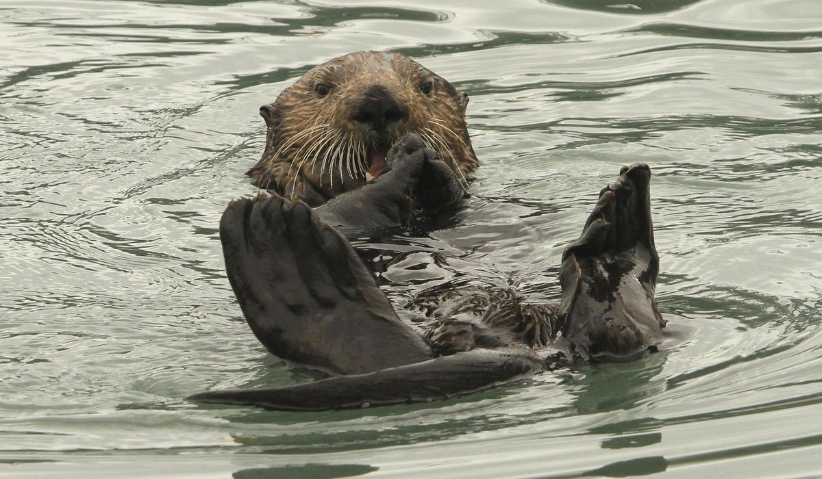 NextImg:Mother sues port after otter drags toddler into water