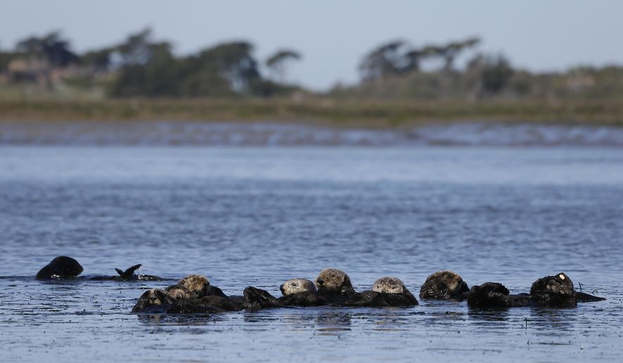 In this photo taken Monday, March 26, 2018, sea otters are seen together along the Elkhorn Slough in Moss Landing, Calif. Along 300 miles of California coastline, including Elkhorn Slough, a wildlife-friendly pocket of tidal salt marsh and rich seagrass in the curve of Monterey Bay, southern sea otters under state and federal protection as a threatened species have rebounded from as few as 50 survivors in the 1930s to more than 3,000 today. (AP Photo/Eric Risberg)