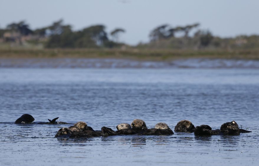 In this photo taken Monday, March 26, 2018, sea otters are seen together along the Elkhorn Slough in Moss Landing, Calif. Along 300 miles of California coastline, including Elkhorn Slough, a wildlife-friendly pocket of tidal salt marsh and rich seagrass in the curve of Monterey Bay, southern sea otters under state and federal protection as a threatened species have rebounded from as few as 50 survivors in the 1930s to more than 3,000 today. (AP Photo/Eric Risberg)