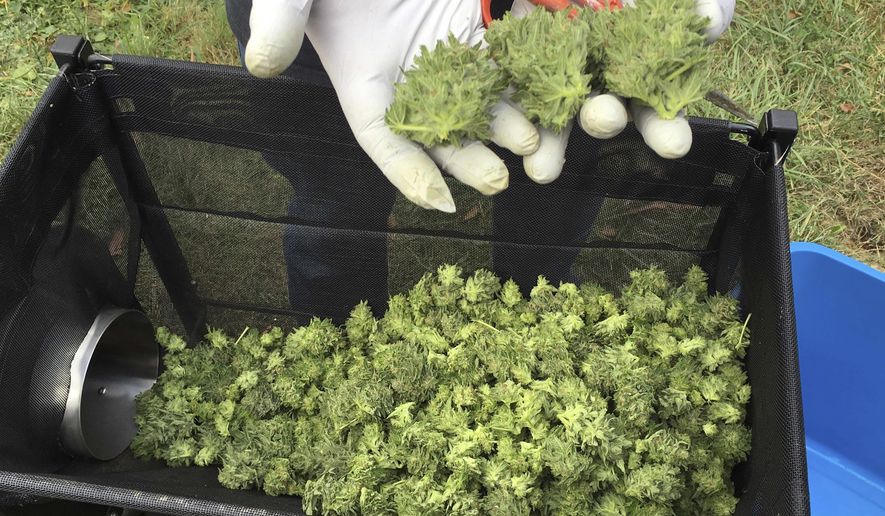 In this Sept. 30, 2016 file photo, a marijuana harvester examines a bud that is going through a trimming machine in a rural area near Corvallis, Ore. t. (AP Photo/Andrew Selsky, File) **FILE**