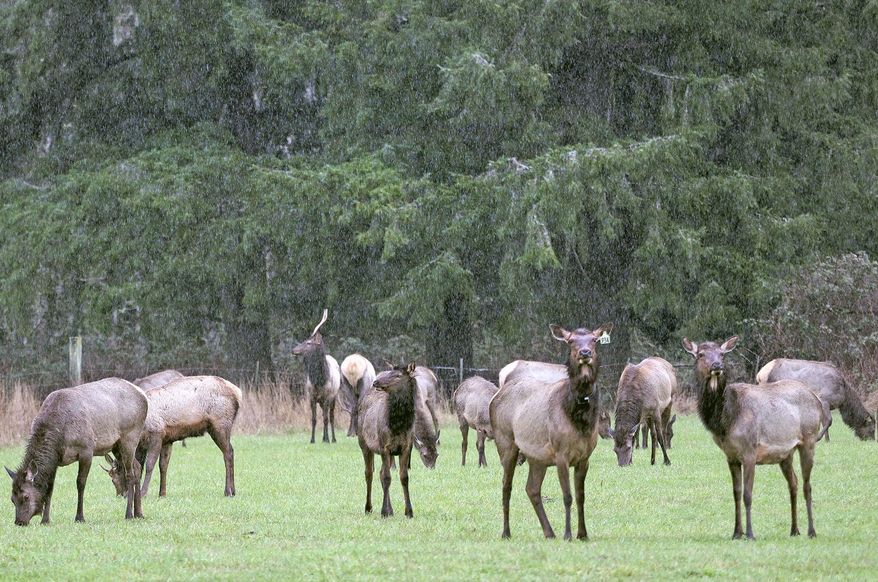 In this Tuesday, March 27, 2018 photo, a herd of elk graze in the rain in a field off of Wilde Road near Birdsview east of Sedro-Woolley, Wash. Elk are easy to spot against the green backdrop of the Skagit Valley, where much of the resident North Cascades elk herd that has grown to an estimated 1,600 is found. For farmers in the area - especially those who grow grass for their cattle or to sell to other beef or dairy farms - those elk have become increasingly problematic on their land. (Charles Biles/Skagit Valley Herald via AP)