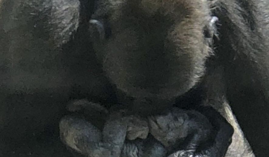 This Friday, May 25, 2018, photo provided by zoo visitor Brandi Bella-Shaw shows a gorilla named Moka cradling her third baby after the 22-year-old Western lowland gorilla gave birth that morning in her exhibit area at the Pittsburgh Zoo & PPG Aquarium in Pittsburgh. The birth surprised visitors to the zoo's gorilla exhibit, and the zoo says Moka is very attentive and has been encouraging her baby to nurse. (Brandi Bella-Shaw via AP)