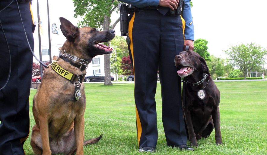 This May 23, 2018, photo shows Luna, a drug-sniffing dog, left, and Hemi, an explosives-sniffing dog, in Galloway N.J., after they won a national competition for police dogs trained to sniff out dangerous or illicit substances. (AP Photo/Wayne Parry)