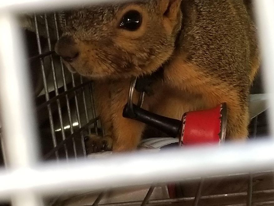 Members of an Iowa wildlife rehabilitation organization have returned two squirrels to their Waterloo neighborhood after removing electrical zip ties from around the necks of both and a bell from the neck of one. Dreama Bartz with the Black Hawk Wildlife Rehabilitation Project said Wednesday, May 30, 2018, that she captured two in traps after a man called earlier this month to report the odd sight. The two were released after the ties and bell were removed at a vet’s office and the vet determined they weren’t injured. Bartz thinks someone in the neighborhood captured the squirrels as infants and let them go months later, after realizing the frisky pair couldn’t be turned into pets. (Dreama Bartz/Black Hawk Wildlife Rehabilitation Project via AP)