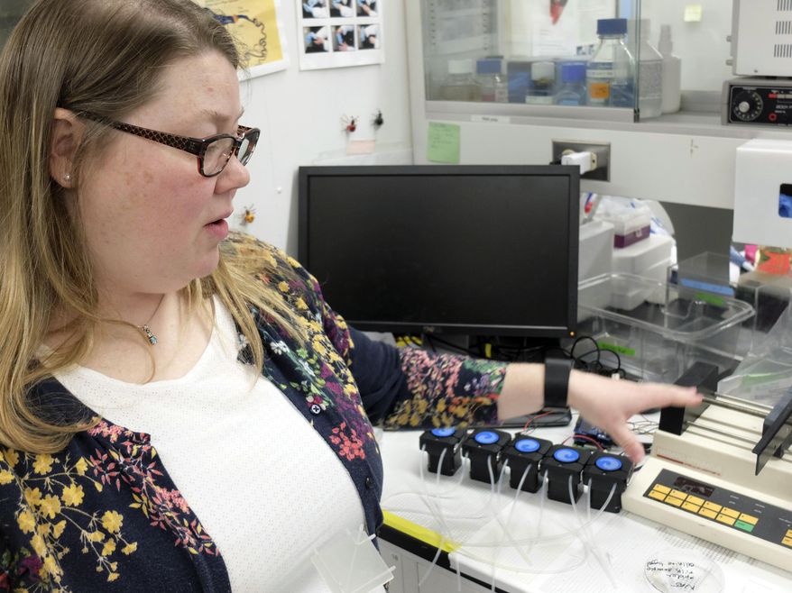 In this May 8, 2018, photo, North Dakota State University assistant professor Amanda Brooks explains the process for creating synthetic spider silk in her lab, on campus in Fargo, N.D. (Dan Gunderson/Minnesota Public Radio via AP)