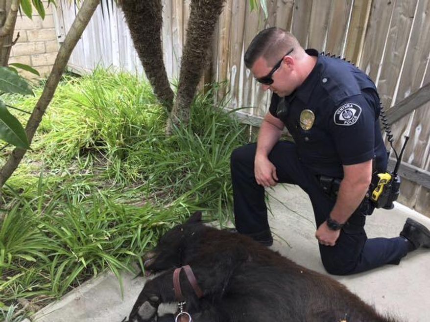 In this Wednesday, May 30, 2018 photo provided by the Ventura Police Department, Ventura police officer Kyle Halverson kneels next to a tranquilized bear that was captured in Ventura, Calif. Police say the 250-pound male bear was spotted Wednesday afternoon in the city of Ventura. The U.S. Fish and Wildlife Service was summoned and the bear was tranquilized before being taken to a wooded area north of the city. (Ventura Police Department via AP)