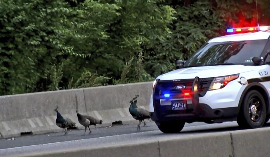 This still image taken from video provided by CBS 3 Philly KYW-TV shows four peacocks that escaped from the Philadelphia Zoo walking on the shoulder of on Interstate 76, alongside the vehicle of a Pennsylvania State Police trooper attempting to safeguard them Wednesday, May 30, 2018, in Philadelphia. One of the four peacocks that escaped was found dead Thursday, May 31, 2018, according to Philadelphia Zoo spokeswoman Dana Lombardo, and likely had been hit by a vehicle. (CBS 3 Philly KYW-TV via AP)