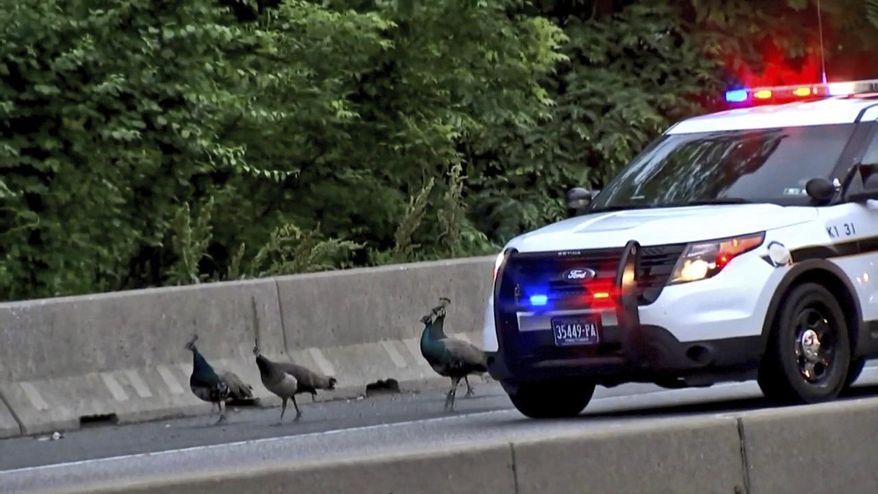 This still image taken from video provided by CBS 3 Philly KYW-TV shows four peacocks that escaped from the Philadelphia Zoo walking on the shoulder of on Interstate 76, alongside the vehicle of a Pennsylvania State Police trooper attempting to safeguard them Wednesday, May 30, 2018, in Philadelphia. One of the four peacocks that escaped was found dead Thursday, May 31, 2018, according to Philadelphia Zoo spokeswoman Dana Lombardo, and likely had been hit by a vehicle. (CBS 3 Philly KYW-TV via AP)
