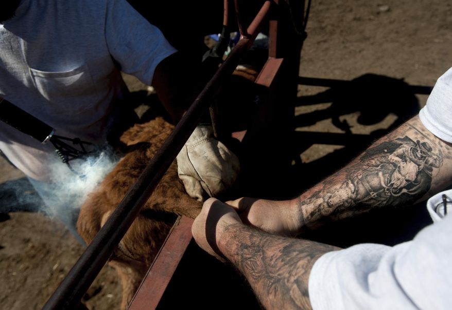 In this May 12, 2018 photo, Jody Turrey, Linda Harder's son and Henry Harder's stepson, brands a calf as farrier and family friend Mike Lewis holds its tail out of the way during a day of branding following roundup at the Harder's ranch near Lamont, Wash. (Tyler Tjomsland/The Spokesman-Review via AP)