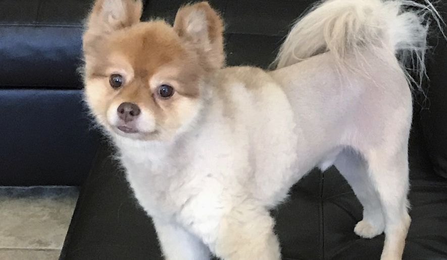 This undated photo provided by Michael Dellagrazie of Staten Island, N.Y., via his attorney Evan Oshan, shows Dellagrazie&#39;s Pomeranian named Alejandro, who was found dead in its carrier Wednesday, May 30, 2018, at a cargo facility at Detroit Metropolitan Airport. The dog was traveling with Delta Air Lines and was making a temporary stop in Michigan on its way to Newark, N.J., from Phoenix. It had been flying alone in the cargo section according to Oshan. (Courtesy of Michael Dellagrazie via AP)