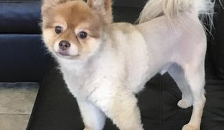 This undated photo provided by Michael Dellagrazie of Staten Island, N.Y., via his attorney Evan Oshan, shows Dellagrazie&#39;s Pomeranian named Alejandro, who was found dead in its carrier Wednesday, May 30, 2018, at a cargo facility at Detroit Metropolitan Airport. The dog was traveling with Delta Air Lines and was making a temporary stop in Michigan on its way to Newark, N.J., from Phoenix. It had been flying alone in the cargo section according to Oshan. (Courtesy of Michael Dellagrazie via AP)