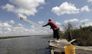 Edison Dardar, an American Indian, tosses a cast net for shrimp on the edge of Pointe- aux-Chenes wildlife management area, in Isle de Jean Charles, La., Friday, Sept. 23, 2011. (AP Photo/Gerald Herbert)