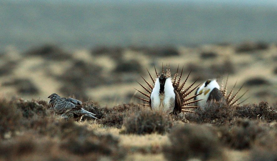 FILE - This April 10, 2014, file photo, shows a male sage grouse trying to impress a group of hens, at left, near the base of the Rattlesnake Range in southwest Natrona County, Wyo. A 19-page report by the U.S. Forest Service made public in early May 2018, involved nearly 6,000 sage grouse and maps some 1,200 mating sites in 10 western states and the Canadian province of Saskatchewan. (Alan Rogers/The Casper Star-Tribune via AP, File)