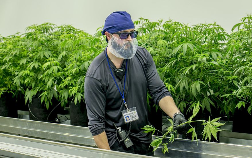 ADVANCED FOR USE MONDAY, JUNE 11 AND THEREAFTER Justin Russin, a cultivation technician at Compassionate Cultivation, works in a grow room at the facility in Manchaca on Wednesday Jan. 17, 2018. (Jay Janner/Austin American-Statesman via AP)