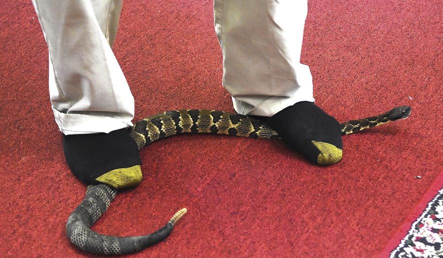 In this May 27, 2018 photo, Pastor Chris Wolford steps on a rattle snack during a service held in McDowell Co. at the House of the Lord Jesus church in Squire, W.Va. The 25 to 30 members of the church worship like many other congregations in the area – with music, fellowship and food. But they also use snakes.(Rick Barbero/The Register-Herald via AP)