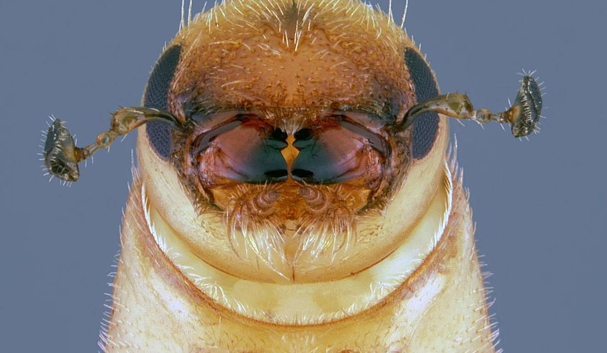 This Sept. 20, 2013 photo provided by the USDA Forest Service shows a southern pine beetle completing metamorphosis into an adult that will attack a pine tree, at Kisatchie National Forest, in Pineville, La. The beetle that has killed millions of acres of pines in southern forests is munching its way north, and new research suggests its tree-killing prowess could be magnified in cooler climes. (Erich Vallery/USDA Forest Service via AP)