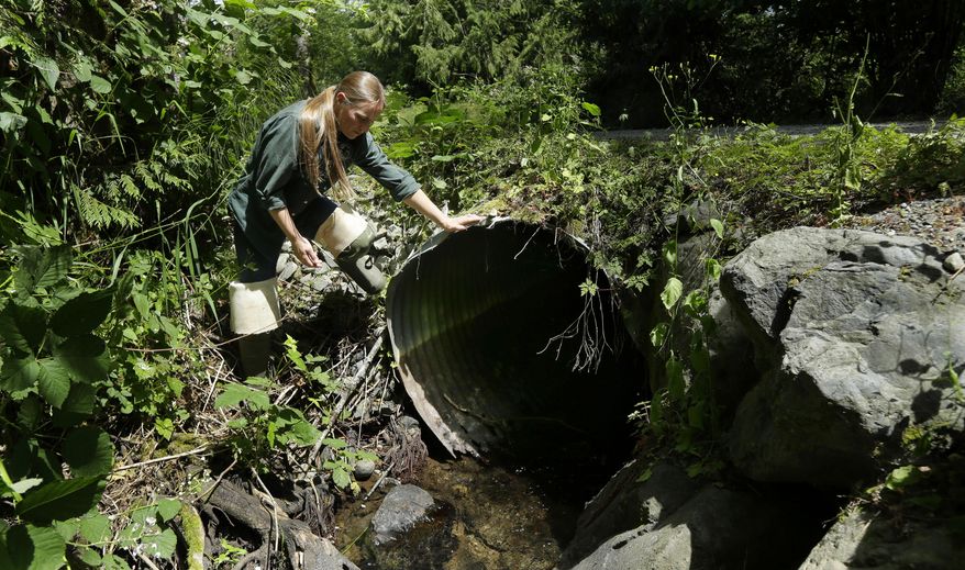 FILE - In this June 22, 2015 photo, Melissa Erkel, a fish passage biologist with the Washington Dept. of Fish and Wildlife, looks at a culvert, a large pipe that allows streams to pass beneath roads but block migrating salmon, along the north fork of Newaukum Creek near Enumclaw, Wash. The Supreme Court is leaving in place a court order that forces Washington state to restore salmon habitat by removing barriers that block fish migration. The justices divided 4-4 Monday, June 11, 2018, in the long-running dispute that pits the state against Indian tribes and the federal government. (AP Photo/Ted S. Warren, file)
