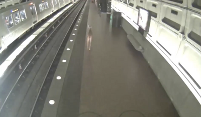 A deer is spotted by Metro surveillance cameras running inside the Crystal City station on June 12. (Screen grab from Metro video)
