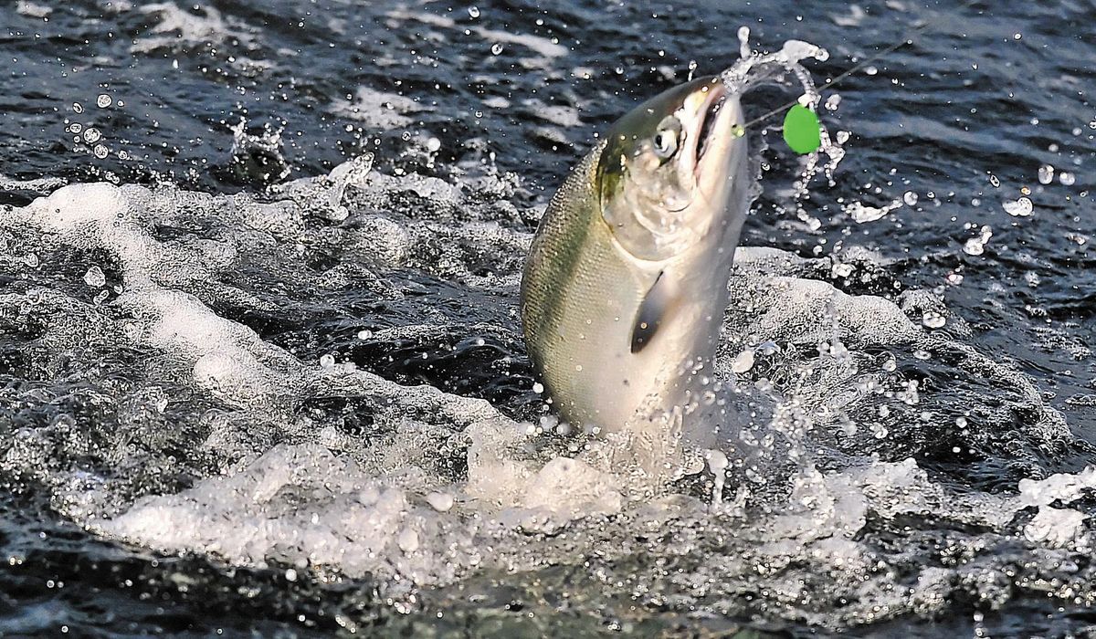 NextImg:Minnesota fisherman breaks 53-year-old state record for heaviest coho salmon