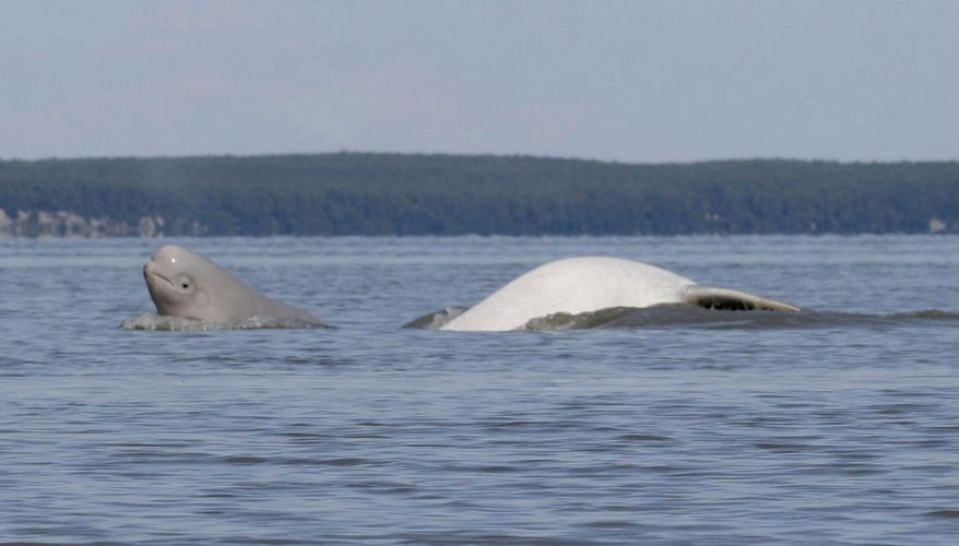 FILE - In this August, 2009, file photo provided by the Department of Defense, a Cook Inlet beluga whale calf, left, and an adult breach near Anchorage, Alaska. A new study concludes that endangered beluga whales in Cook Inlet changed their diet over five decades from saltwater prey to fish and crustaceans influenced by freshwater. The analysis of isotopes in beluga bone and teeth by University of Alaska Fairbanks researchers showed belugas formerly fed on prey that had little contact with freshwater. (Christopher Garner/Department of Defense via AP, File)