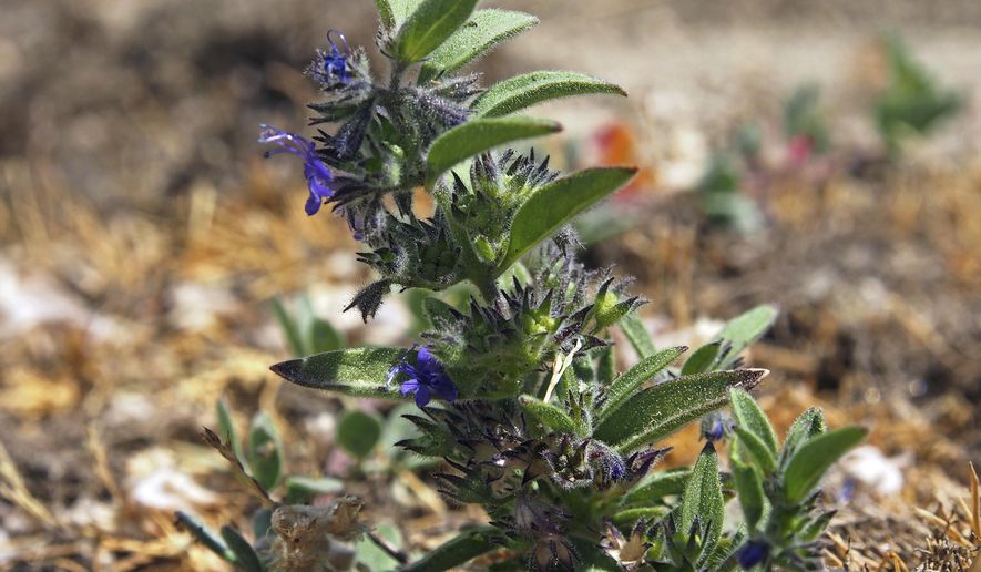 This Aug. 24, 2016 photo provided by the U.S. Fish and Wildlife Service shows the Hidden Lake Bluecurl, a tiny flowering plant that is only found around a single vernal pool in a Southern California mountain range. Previously listed as endangered, the USFWS says the Hidden Lake Bluecurl has recovered and will be officially taken off the list of endangered species on July 2, 2018. The plant lives high in the San Jacinto Mountains around an ephemeral pool that comes and goes with the seasons. It was placed on the list in 1998 because of trampling by hikers and horses. (U.S. Fish and Wildlife Service via AP)