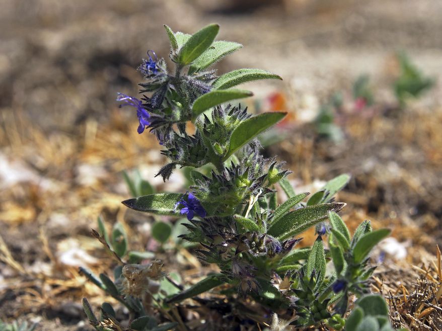 This Aug. 24, 2016 photo provided by the U.S. Fish and Wildlife Service shows the Hidden Lake Bluecurl, a tiny flowering plant that is only found around a single vernal pool in a Southern California mountain range. Previously listed as endangered, the USFWS says the Hidden Lake Bluecurl has recovered and will be officially taken off the list of endangered species on July 2, 2018. The plant lives high in the San Jacinto Mountains around an ephemeral pool that comes and goes with the seasons. It was placed on the list in 1998 because of trampling by hikers and horses. (U.S. Fish and Wildlife Service via AP)