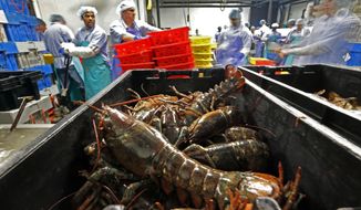 In this June 20, 2014, file photo, lobsters are processed at the Sea Hag Seafood plant in St. George, Maine. A set of retaliatory tariffs released by China includes a plan to tax American lobster exports, potentially jeopardizing one of the biggest markets for the premium seafood. Chinese officials announced the planned lobster tariff, Friday, June 15, 2018, along with hundreds of others amid the country&#39;s escalating trade fight with the United States. (AP Photo/Robert F. Bukaty, File)