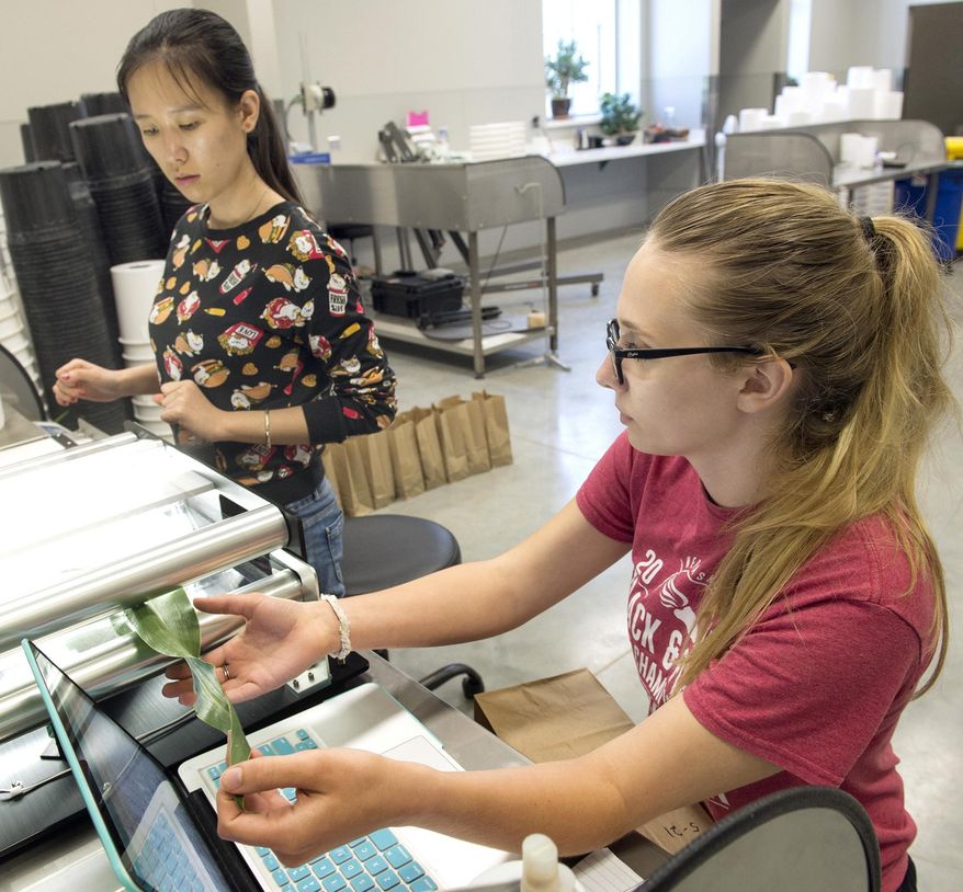 In a May 21, 2018 photo, graduate student Xiuru Dai, left, and undergraduate Alexandra Bradley use an area meter to scan a sorghum leaf as they help with a research project at UNL&#39;s Greenhouse Innovation Center in Lincoln, Neb. (Eric Gregory/Lincoln Journal Star via AP)